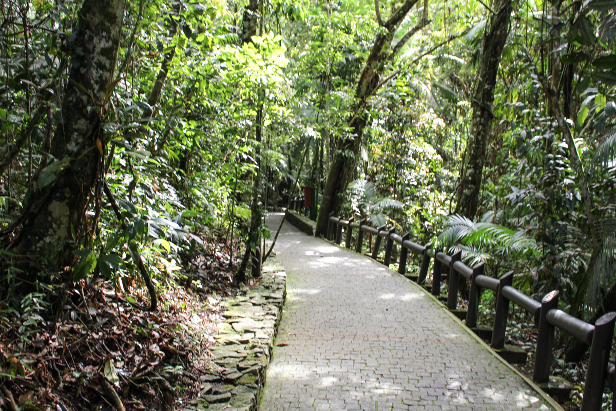 Bosque parque unipraias